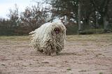 KOMONDOR 134